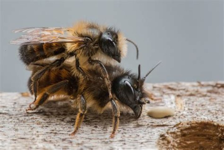 Can male bees fly?