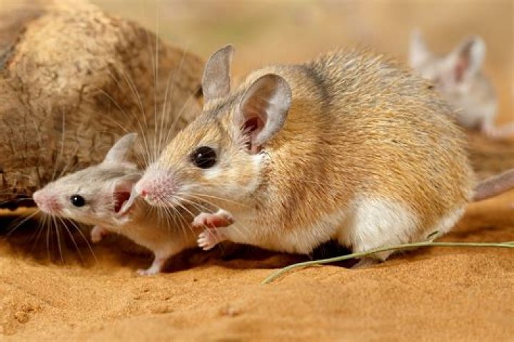 Can mice close their eyes?