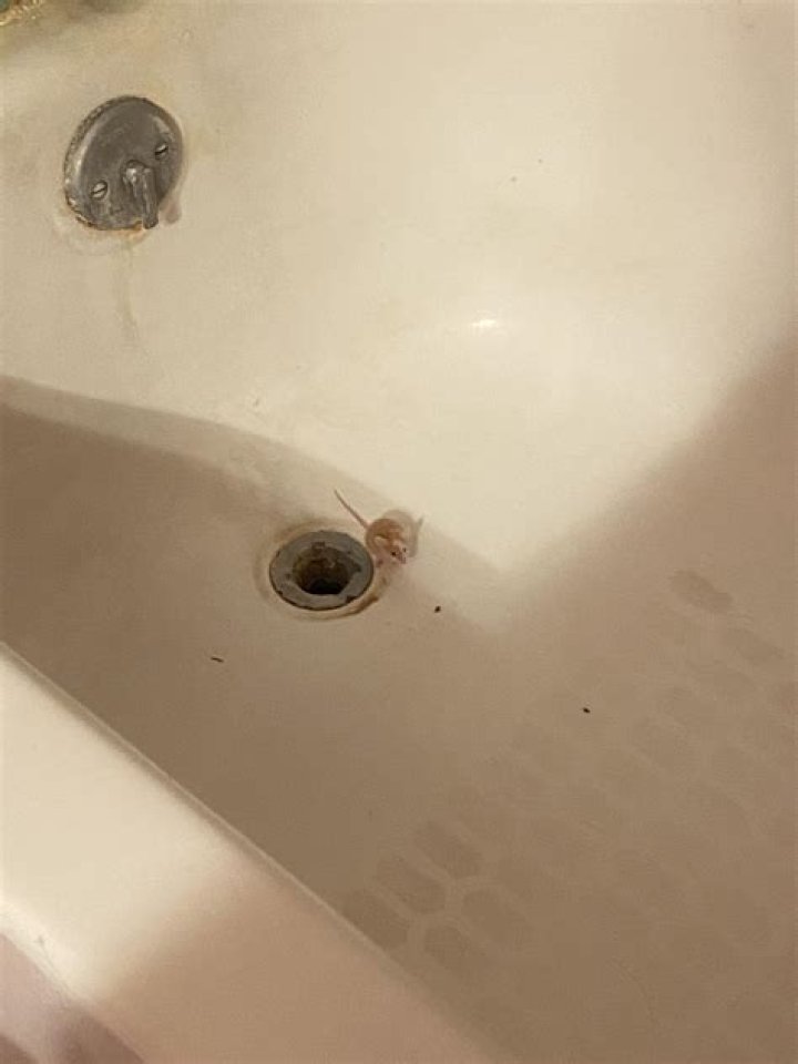 Can mice come up the bathtub drain?