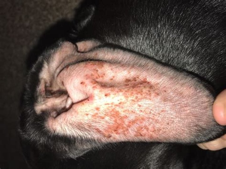 Can my dog hate me?
