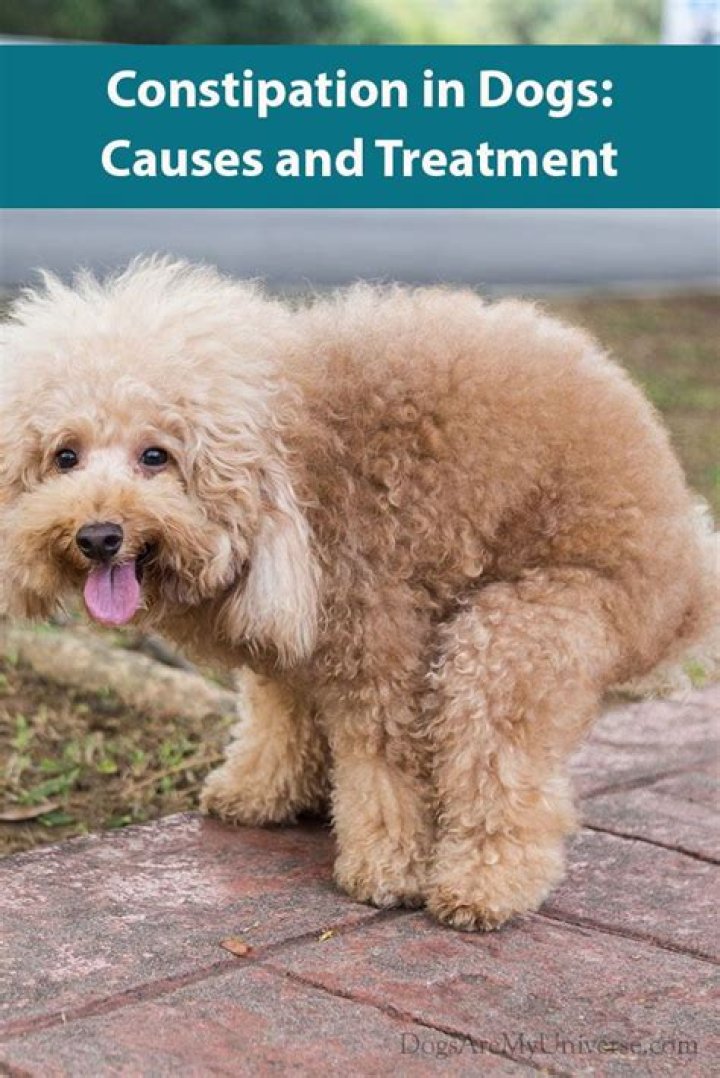 Can pumpkin Constipate a dog?