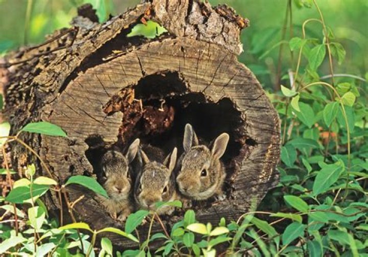 Can rabbits be flipped upside down?