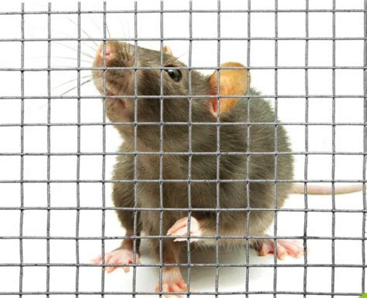 Can rats climb through open windows?