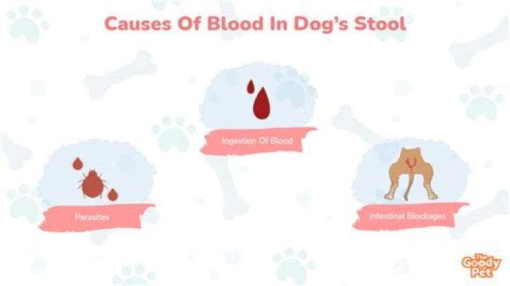 Can raw meat cause blood in stool in dogs?