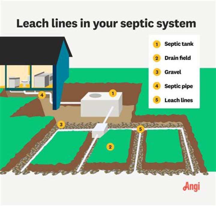 Can roaches come from septic tank?