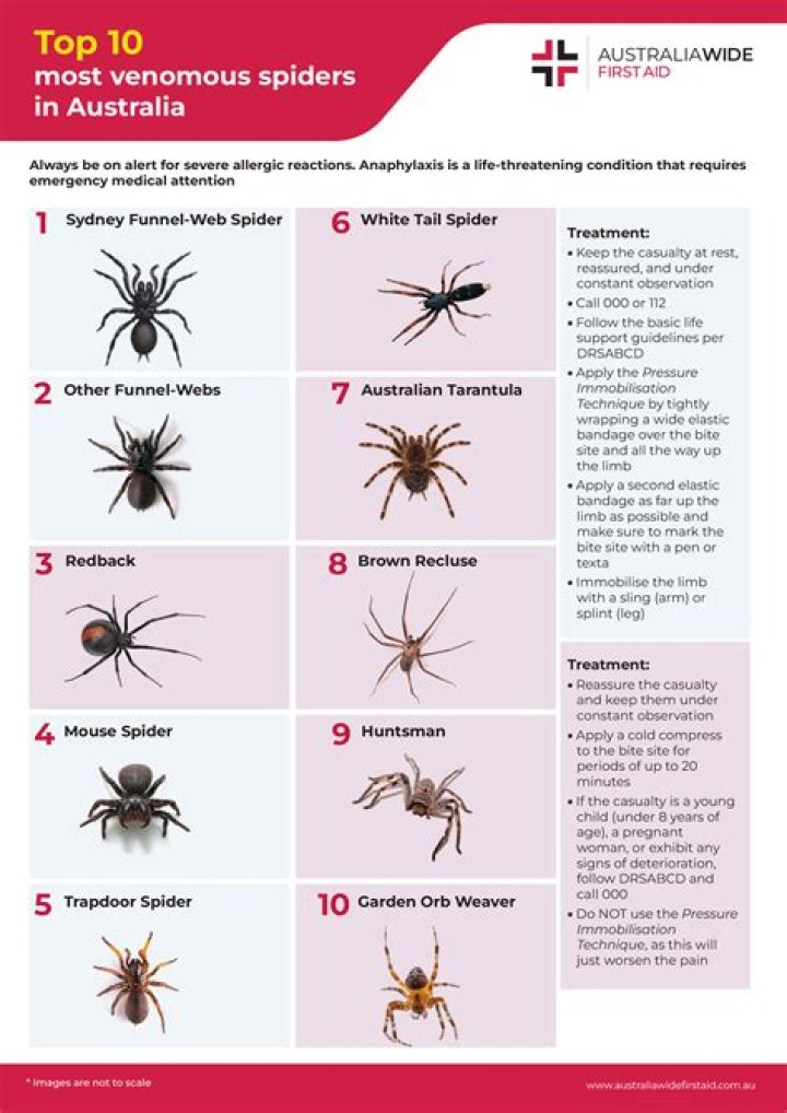Can small Spiders drown?