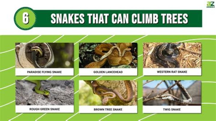 Can snakes climb trees?