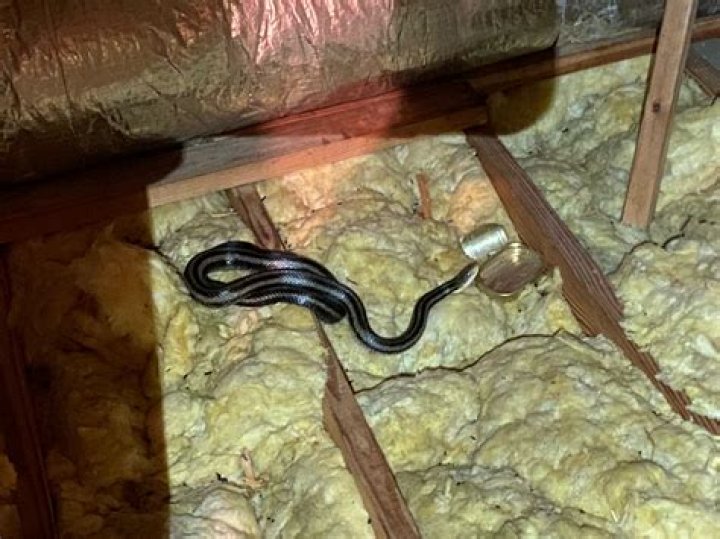 Can snakes make holes in walls?