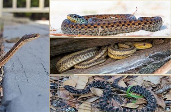 Can snakes remember things?