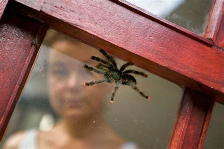Can spiders survive being frozen?