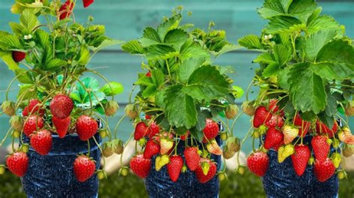 Can strawberry plants get too much sun?