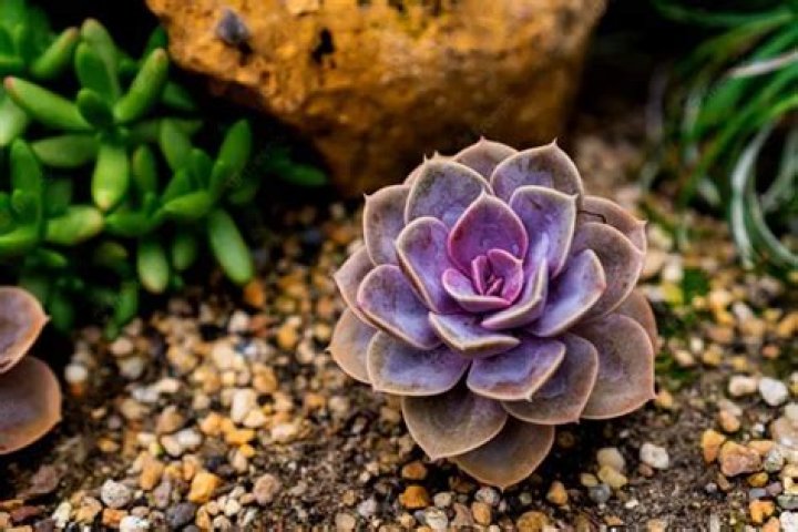 Can succulents grow in rocks without soil?