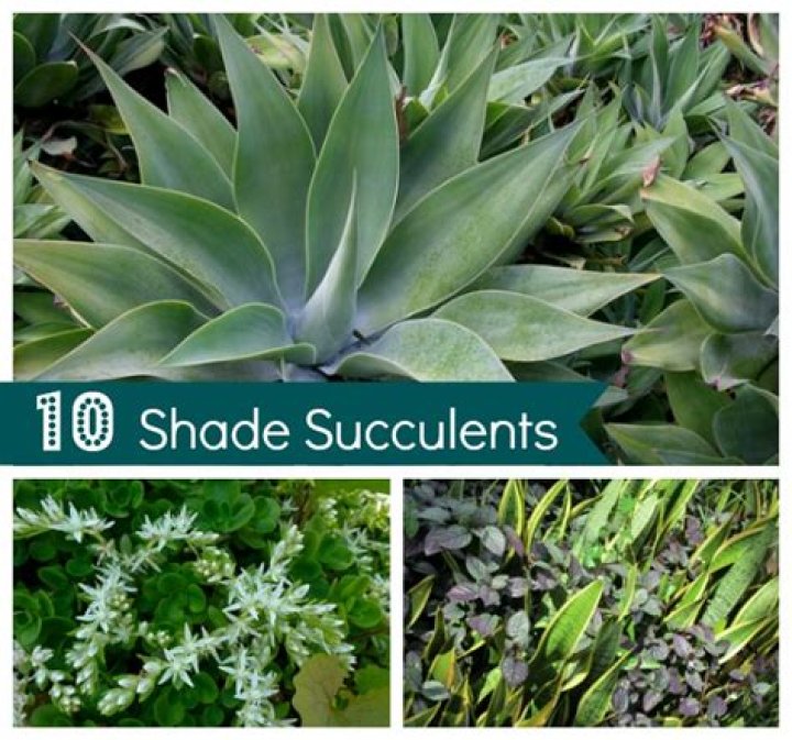 Can succulents live in shade?