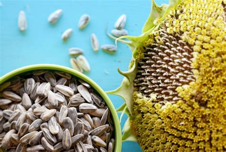 Can sunflower oil be used on leather?