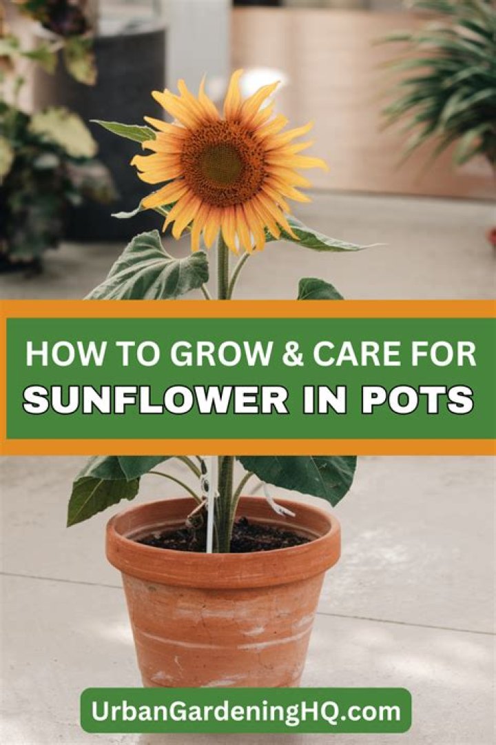 Can sunflowers grow in pots?