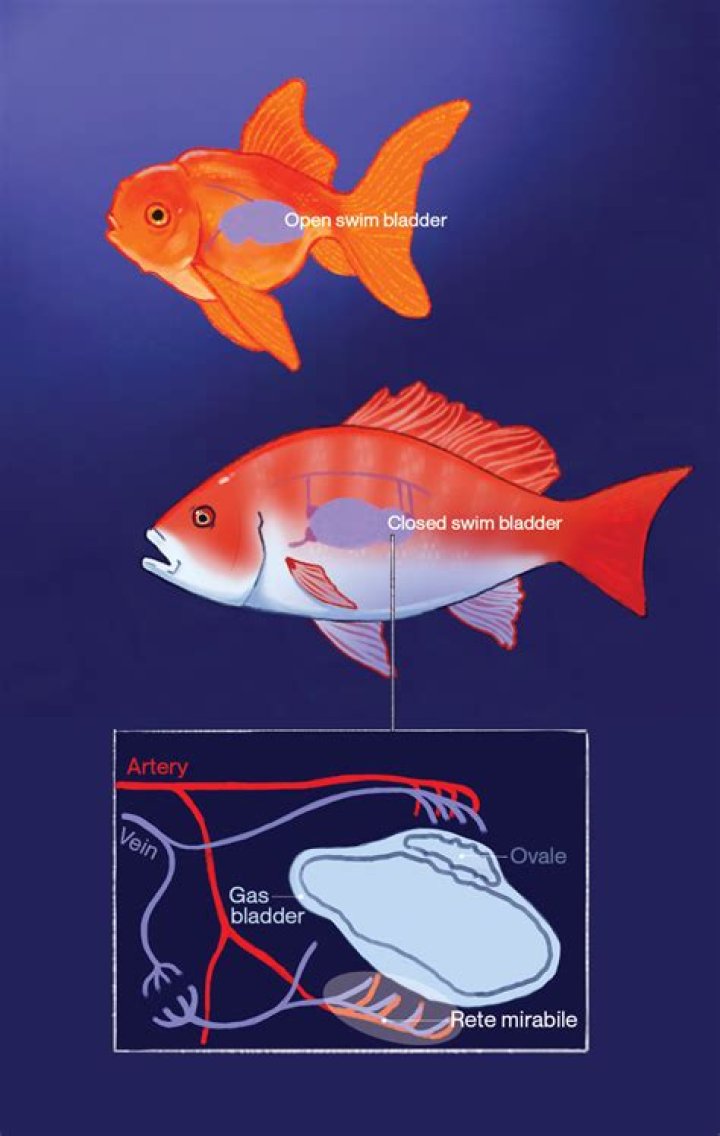 Can swim bladder recover fish?