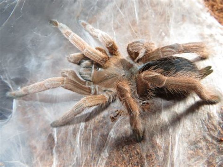 Can tarantulas cry?