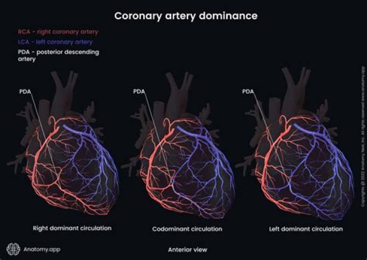 Can the heart grow new vessels?