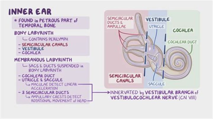 Can the inner ear repair itself?
