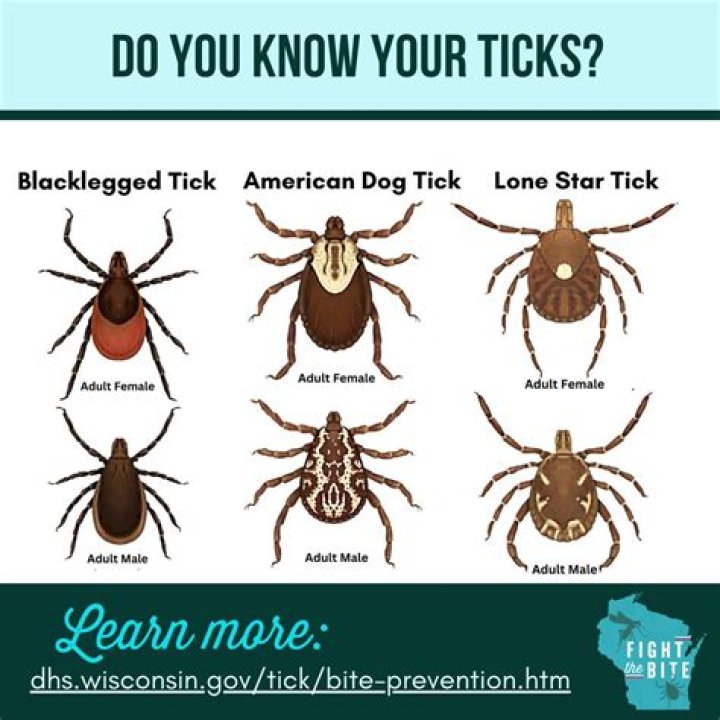 Can ticks crawl under socks?
