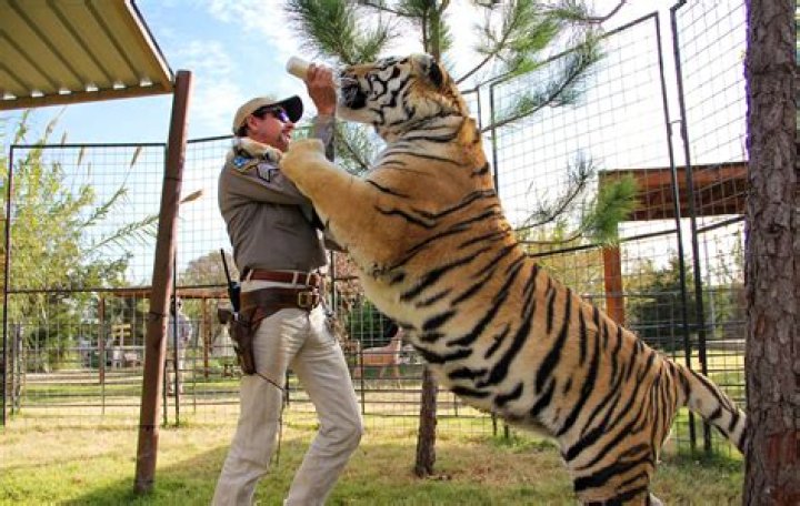 Can tigers be pets?