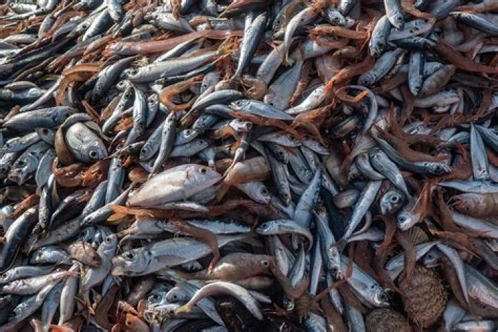 Can vegetarians eat fish?