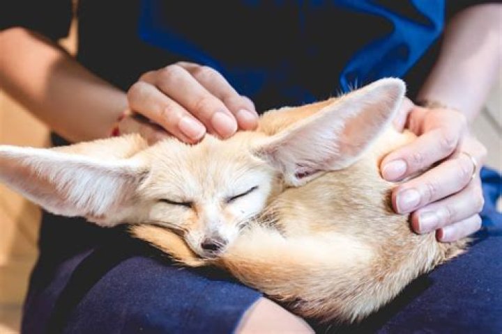 Can we pet a fox?