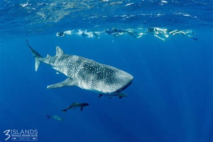 Can whales eat humans?