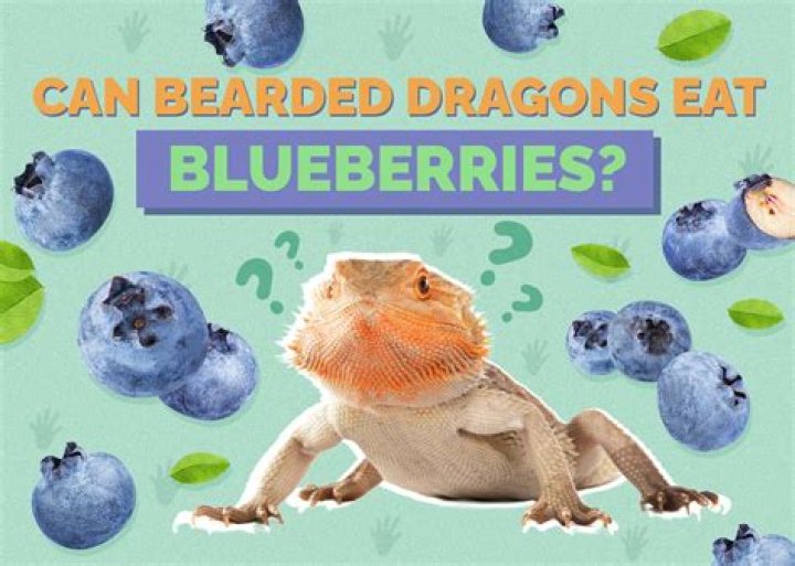 Can worms eat blueberries?