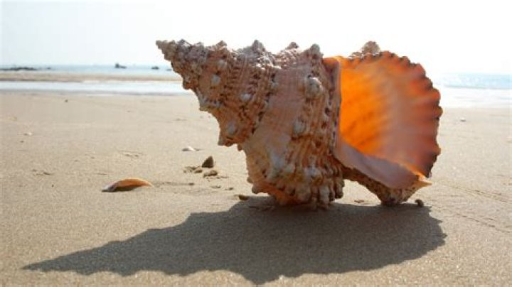 Can you bring a conch shell into Canada?