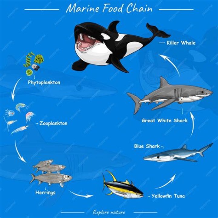 Can you chain fish in BDSP?