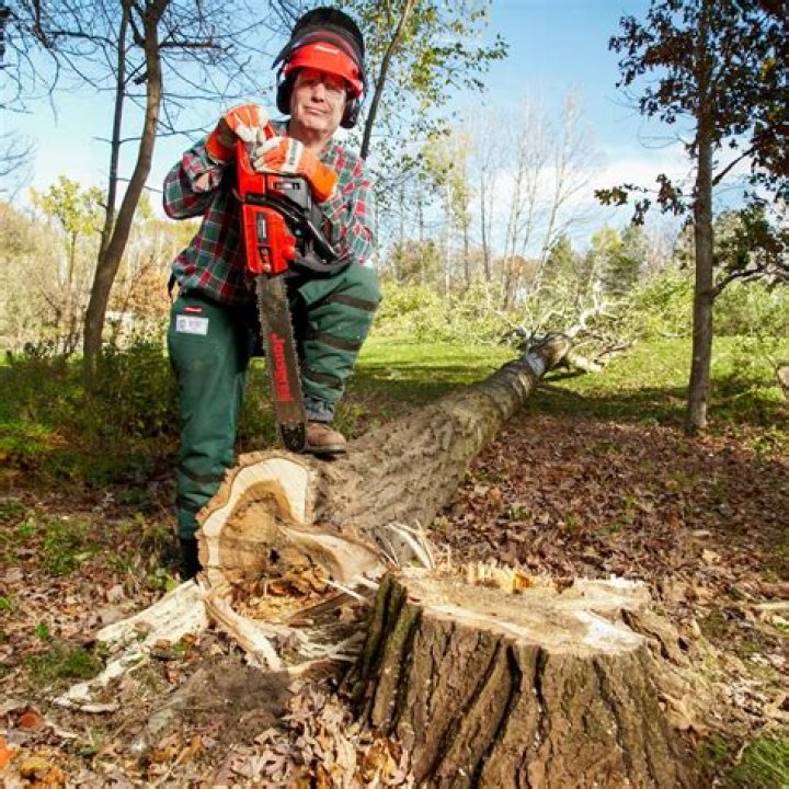 Can you cut wet trees?