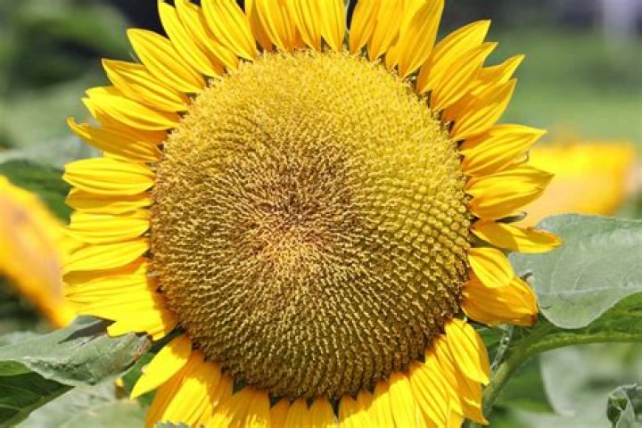 Can you eat a sunflower head?