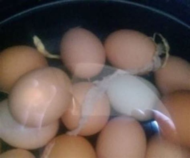 Can you eat eggs if chickens have worms?
