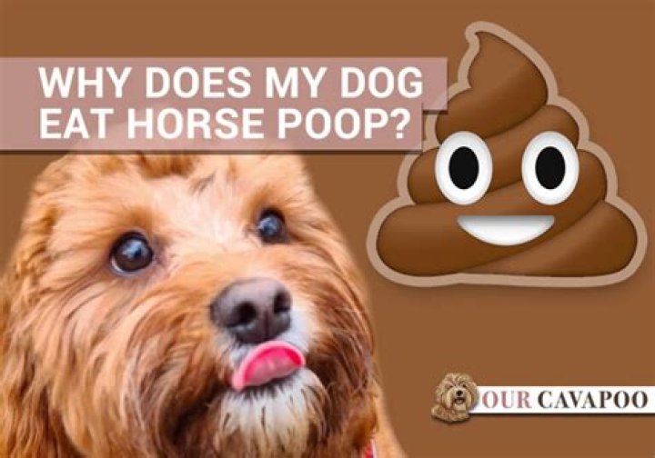 Can you eat horse poop?
