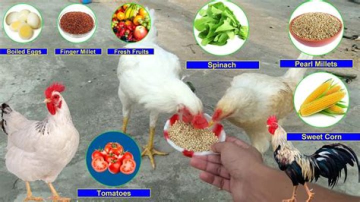 Can you feed turmeric to chickens?