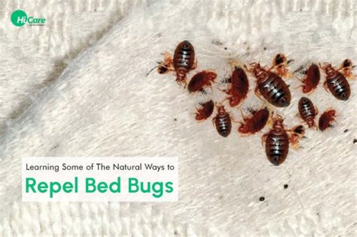 Can you get bed bugs by not washing sheets?