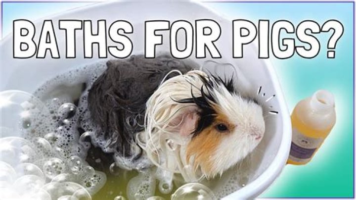 Can you give guinea pigs toilet rolls?