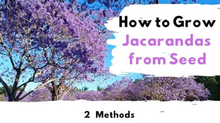 Can you grow jacaranda from cuttings?
