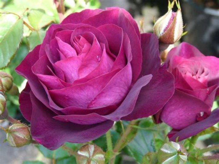 Can you grow purple roses?