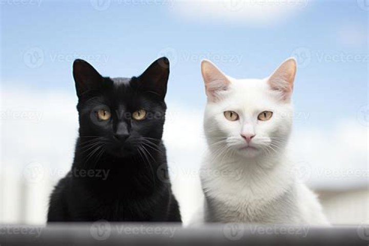 Can you have a white and a black twin?