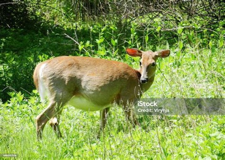 Can you hunt a pregnant deer?