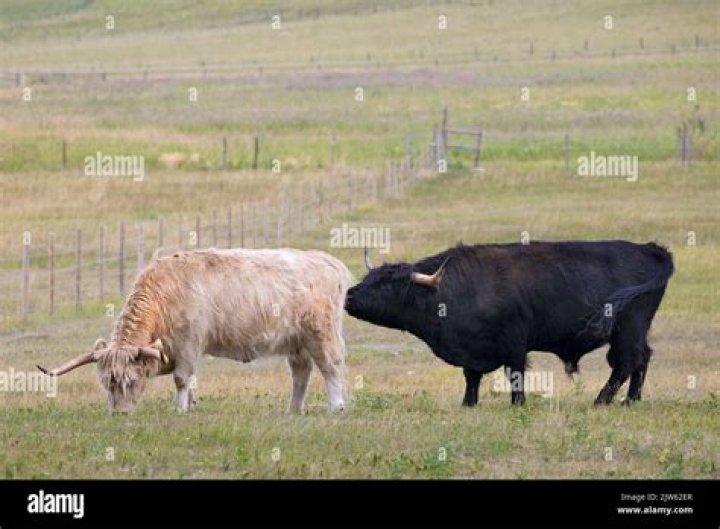Can you keep a bull with cows?