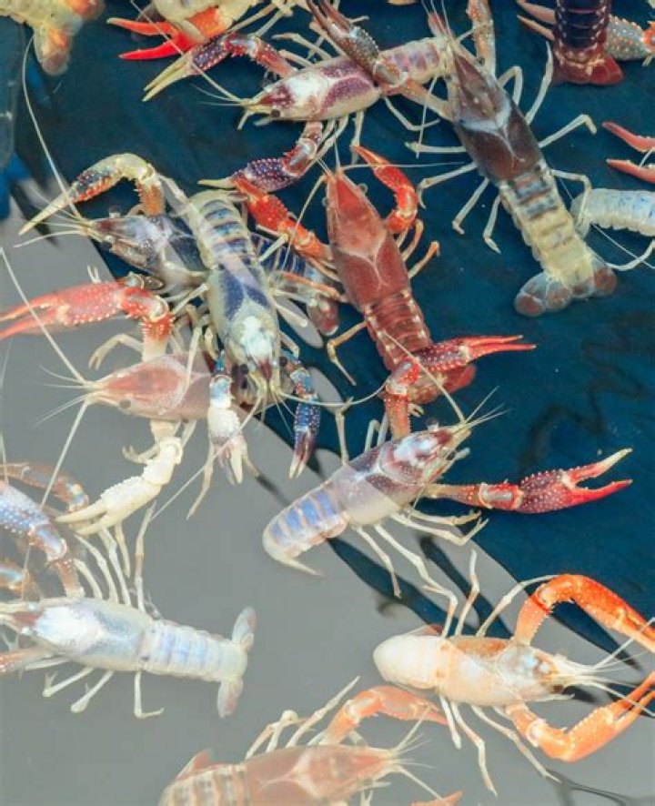 Can you keep a crawfish as a pet?