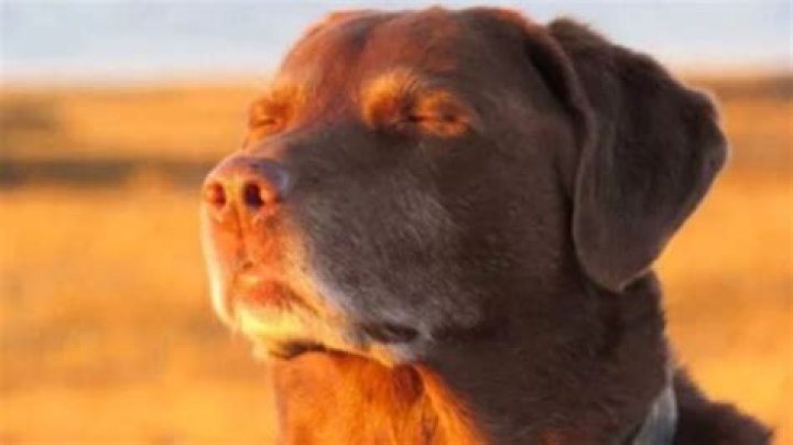 Can you look at the sun if your eyes are closed?