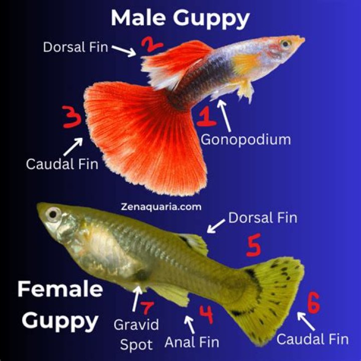Can you mix male and female guppies?