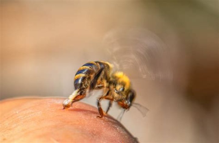 Can you outrun killer bees?