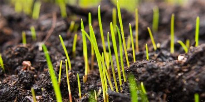 Can you overseed too much?