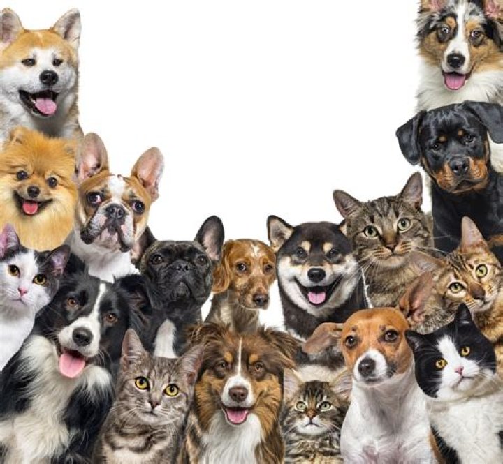 Can you own 100 cats?