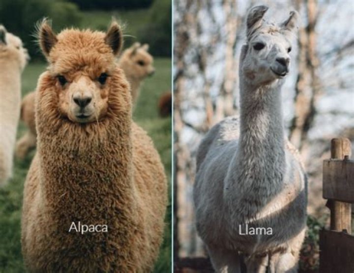 Can you pack with alpacas?